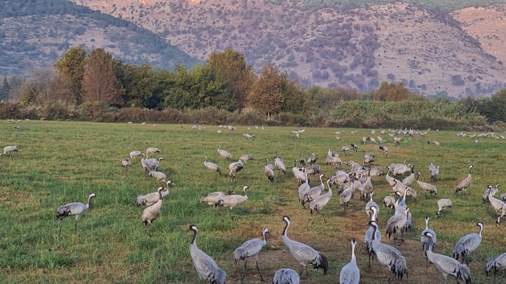 A winter day at the Hula